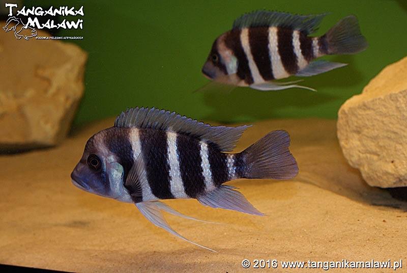 Cyphotilapia gibberosa 'Tembwe Deux'